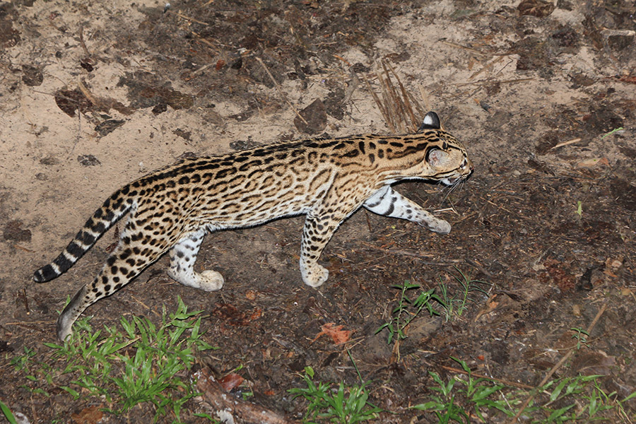 jaguars, pantanal, tours, brazil, photography, wildlife